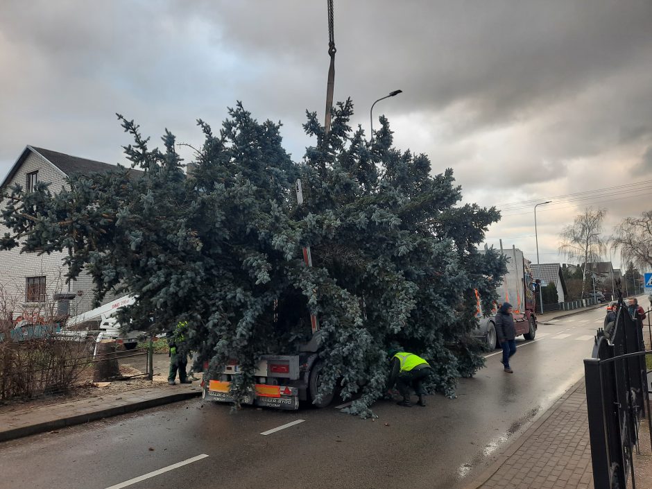 Į Kretingos Rotušės aikštę atkeliavo Kalėdų eglė