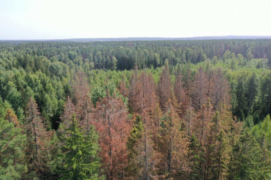 Dėl žievėgraužio tipografo pažeistų eglynų Rokiškio rajone skelbiama stichinė nelaimė