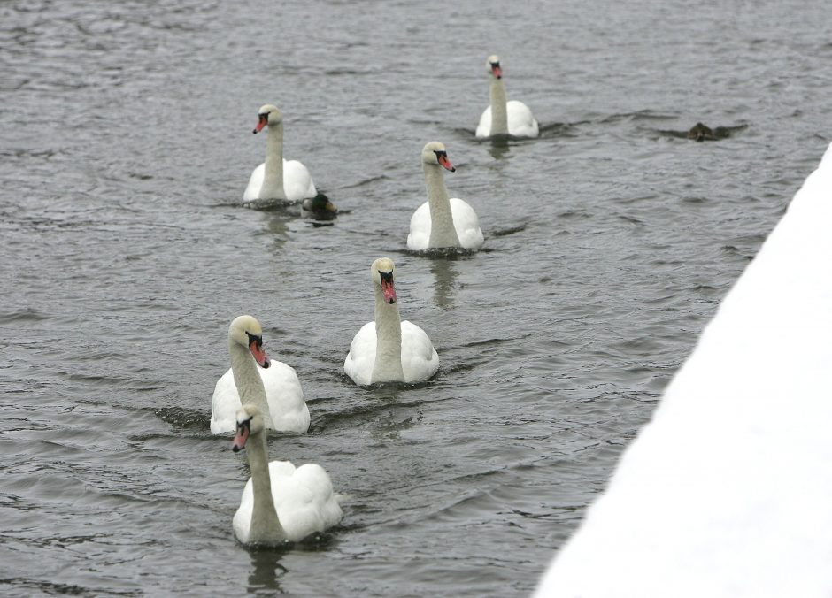 Orai: lietus tirpins sniegą