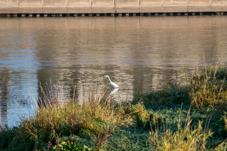 Prie Nemuno – klajojantis baltasis garnys