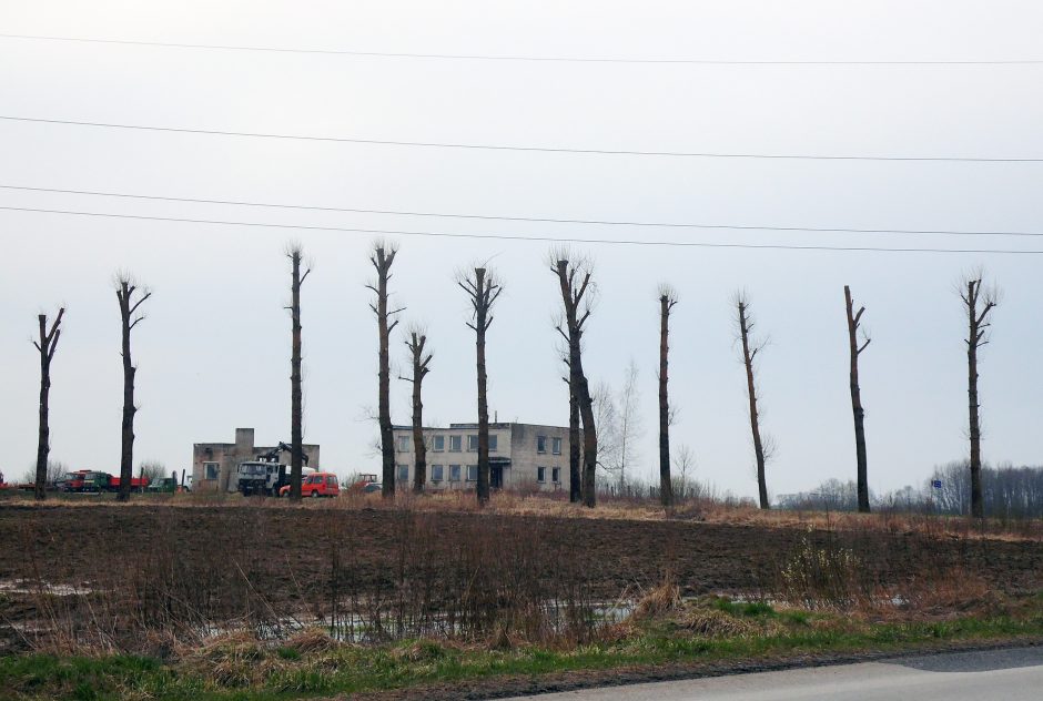 Dėl elektros linijų saugumo reikalavimų Vilniuje bus genimi medžiai