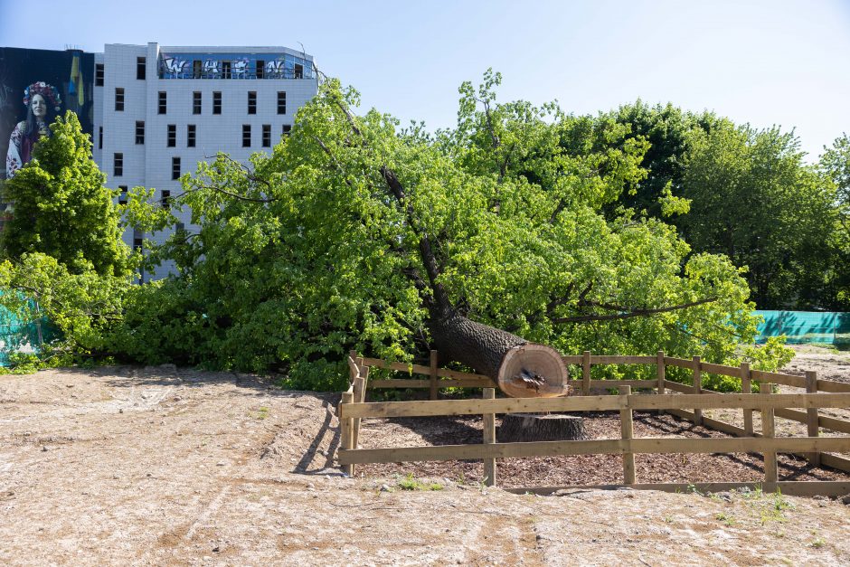 V. Benkunskas apie sostinės centre nukirstą šimtametį ąžuolą: tai vandalizmas ir nusikaltimas 