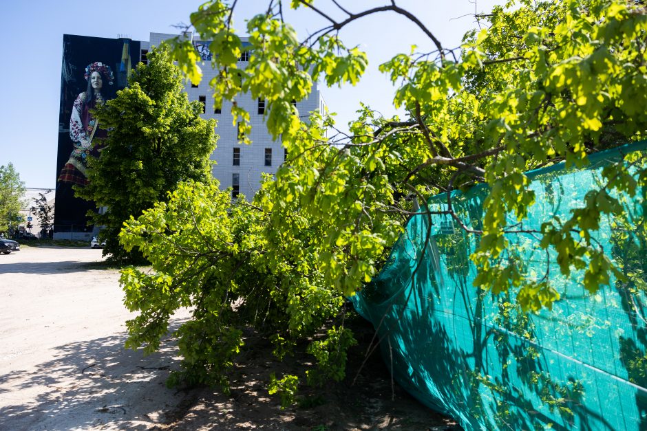 V. Benkunskas apie sostinės centre nukirstą šimtametį ąžuolą: tai vandalizmas ir nusikaltimas 