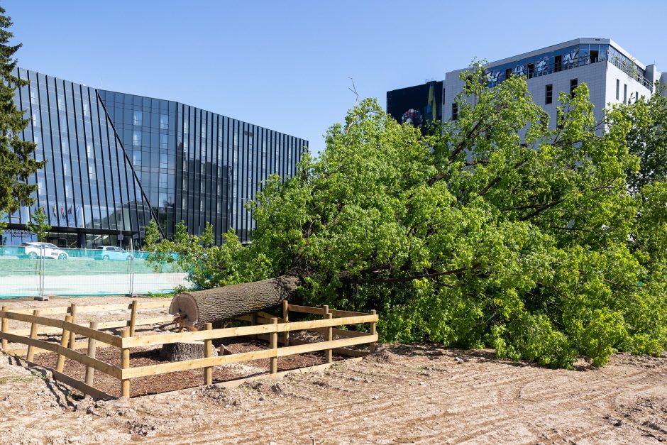 V. Benkunskas apie sostinės centre nukirstą šimtametį ąžuolą: tai vandalizmas ir nusikaltimas 