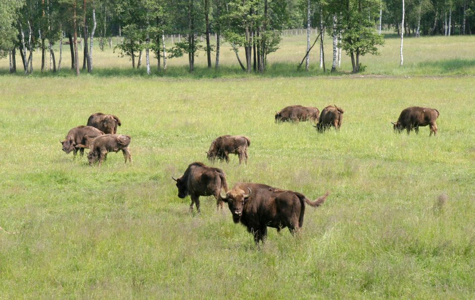 Dzūkijoje kuriamas stumbrynas pridarys bėdų?