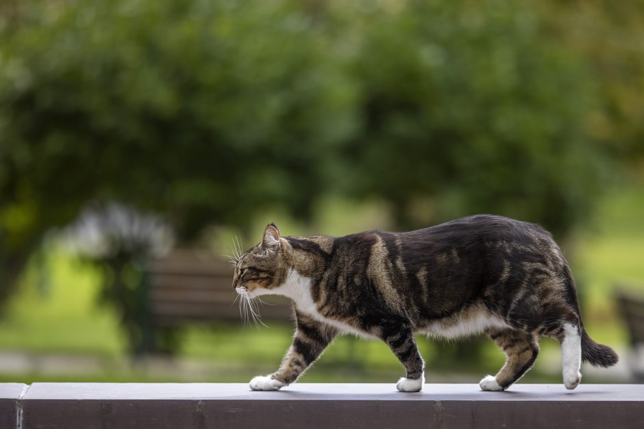 Universitetas katinui Maxui suteikė mokslo laipsnį