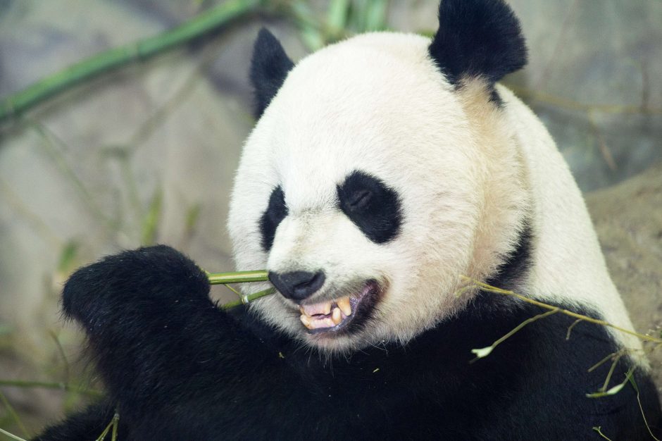 Zoologijos sode Vašingtone pasverta 4 mėnesių pandutė Bao Bao