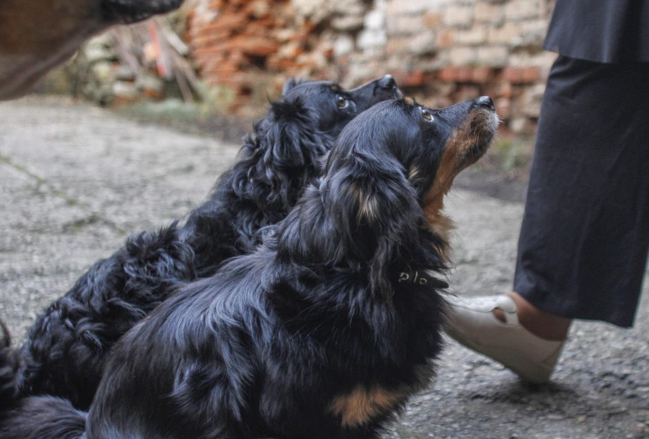 Kauniečiai duris atveria nuskriaustiems keturkojams