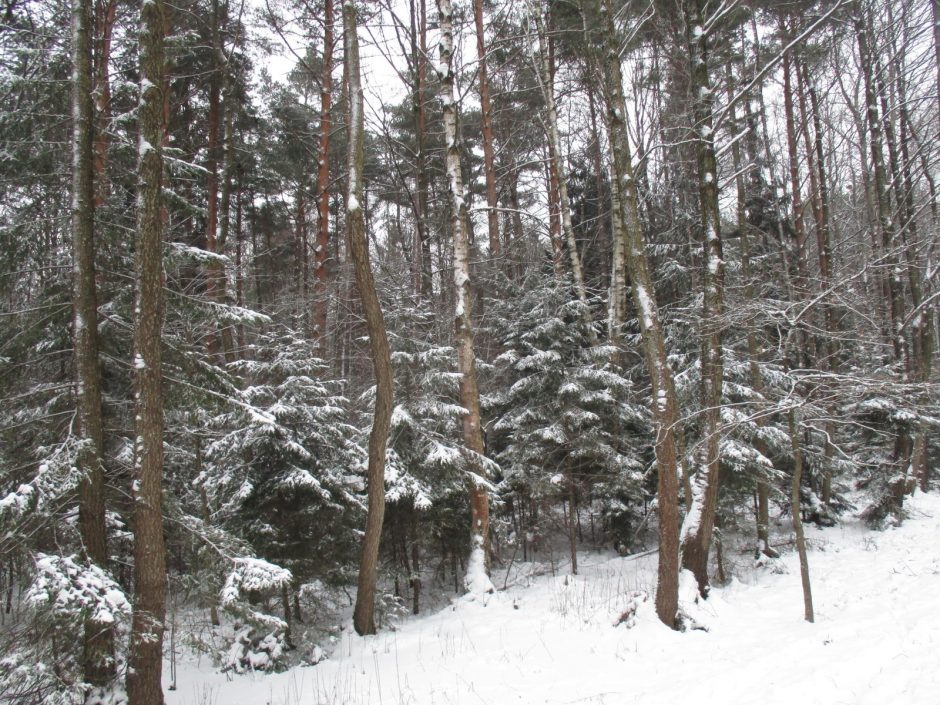 Barsukas iškrėtė staigmeną: dar ilgai tęsis žiema