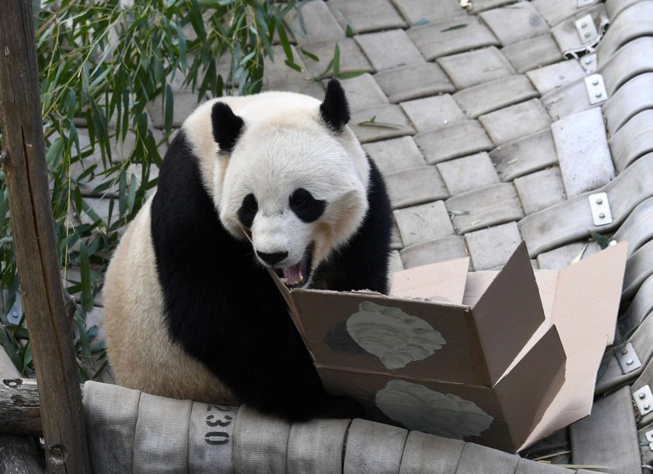 JAV zoologijos sodas atsisveikina su numylėtine