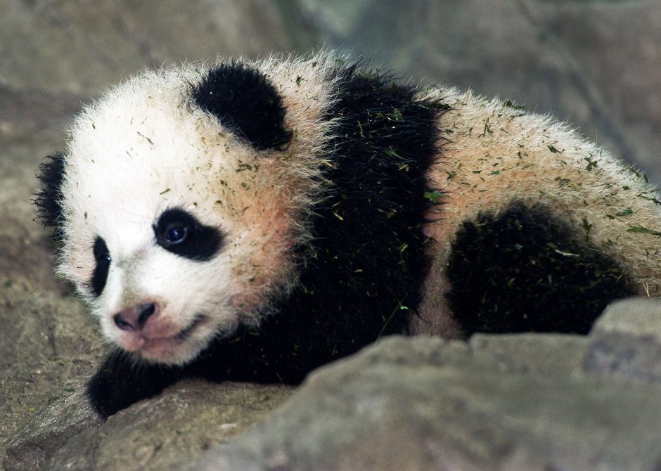 Zoologijos sode Vašingtone pasverta 4 mėnesių pandutė Bao Bao