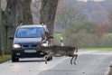 Tendencija: pernai užfiksuota per 700 susidūrimų su laukiniais gyvūnais nulemtų žalų, šiemet – vos 100 mažiau.