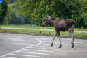 Pavojinga: gyventojai bijo, kad važiuodami neapšviesta gatve netikėtai susidurs su migruojančiais briedžiais.