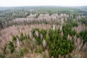 Švenčionių rajone rastas dingusios grybautojos kūnas