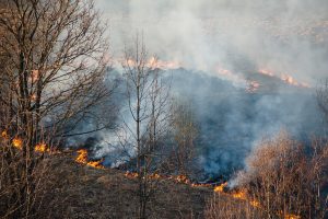 Praėjusią parą ugniagesiai gesino užsiliepsnojusius javus, pievas