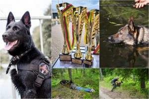 Meistriškumo čempionate paaiškės geriausias tarnybinis pasieniečių šuo