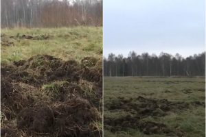 Ūkininkai įširdo ant medžiotojų: dėl šernų išraustų pievų – didžiuliai nuostoliai