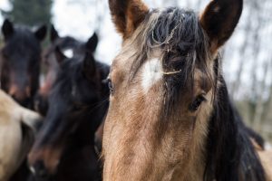 Alytaus rajone iš ganyklos pavogtas arklys