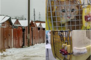 Garažų masyve, kurį krėtė 9-metės ieškoję pareigūnai, rasti gyvūnai: laikymo dėžės – įtartinos