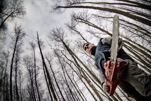 Ministerija: „Natura 2000“ teritorijose atliekama nedidelė dalis kirtimų