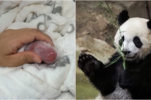 Berlyno zoologijos sodo didžioji panda Meng Meng atsivedė jauniklius