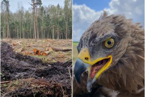 Stebina plynų kirtimų logika Klaipėdos rajone