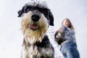 Linkstama uždrausti veisti, parduoti, eksponuoti gyvūnus su veterinarų pakeista išvaizda