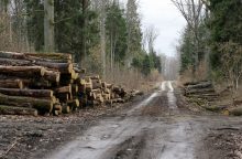 Tarnyba: Vokietijos rinkoje lietuviškos medienos ir jos gaminių parduota už 371 mln. eurų